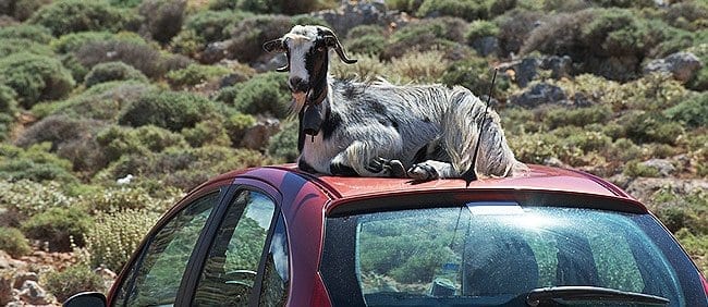 A goat on car roof