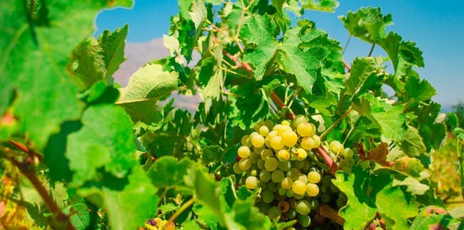 Sultanina Grapes in Archanes Backyard