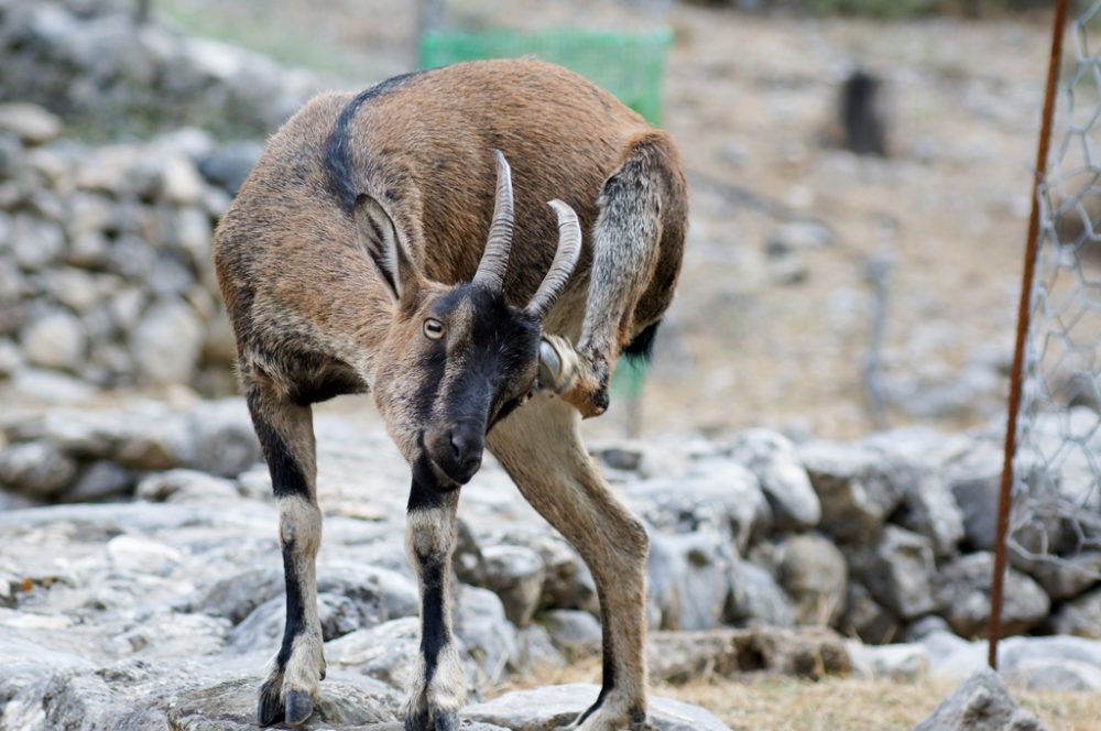 Animals in Crete