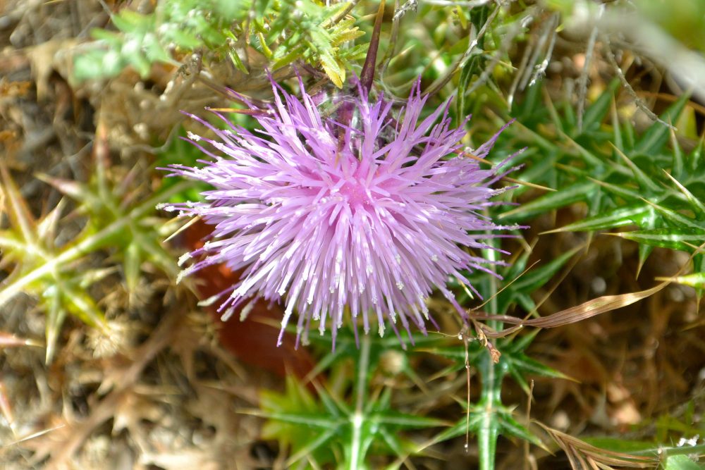 Crete's Flora