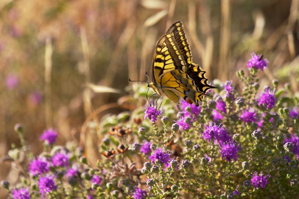 Flowers in Crete