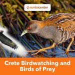 Birdwatching in Crete: Sites and Birds of Prey