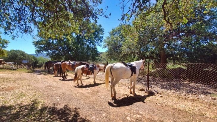 Horse Riding