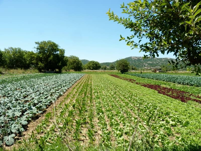 Lasithi
