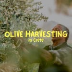 Everything about olive harvesting in Crete