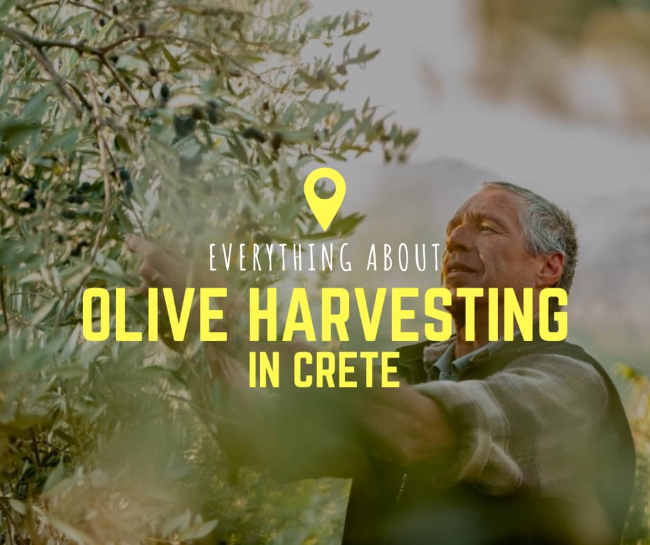 Everything about olive harvesting in Crete