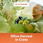 Olive Harvest in Crete, Greece: When It Happens, How It Works, and How to Join
