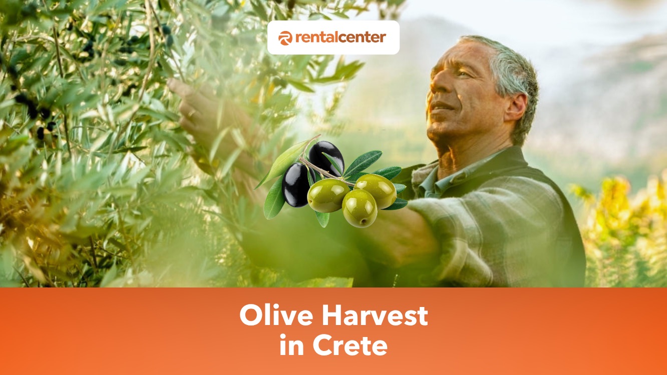 Raccolta delle Olive a Creta, Grecia: Quando Avviene, Come Funziona e Come Partecipare