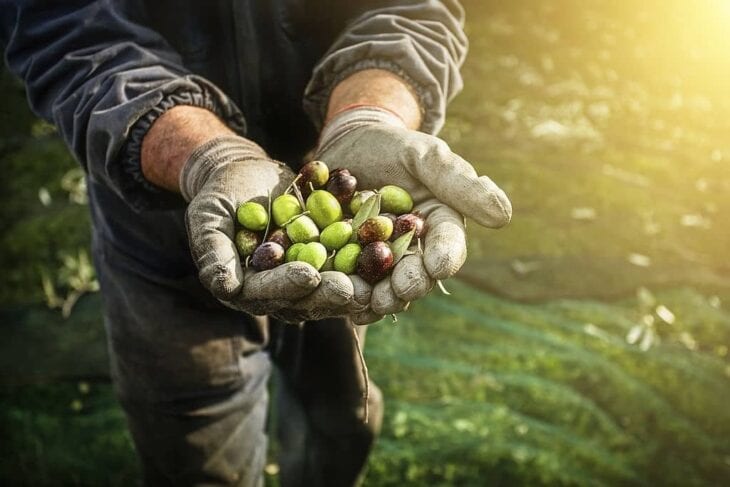 Raccolta delle Olive