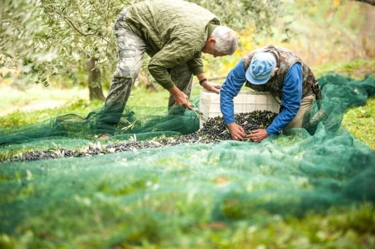 Senior Boeren die olijven van het net halen