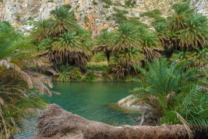 Prachtig palmbomengebied in Preveli Beach