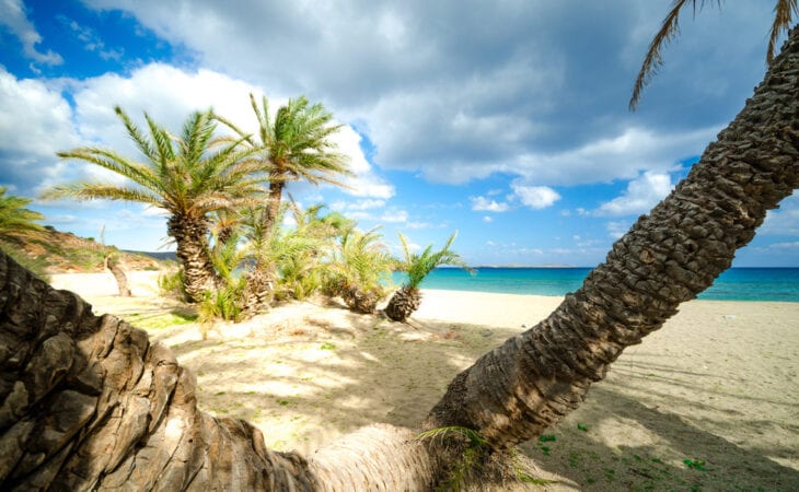 Palm Trees in Vai