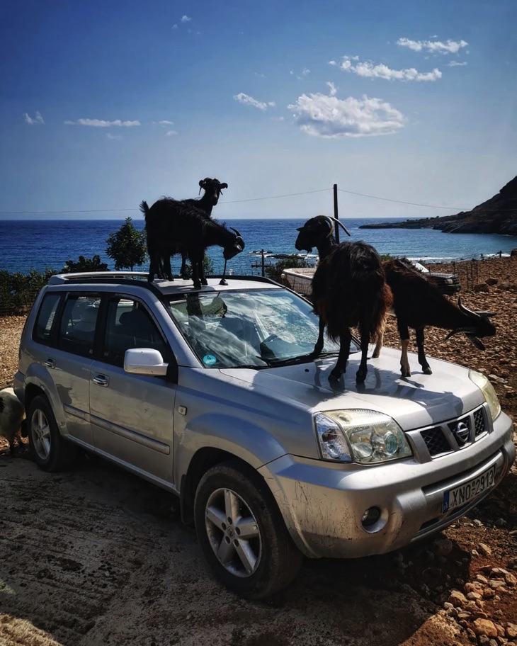 Parked Car with goats on top