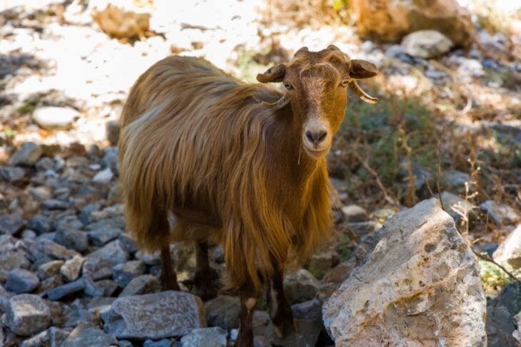 Vriendelijke geiten in de Imbros-kloof op Kreta, Griekenland