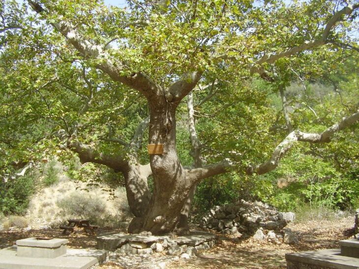 Gavalochori-Baum