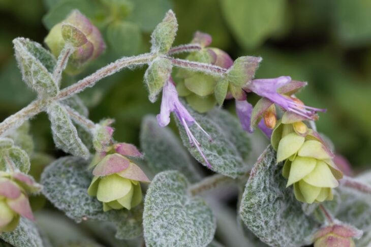 Kretenzische kruiden - oregano