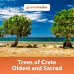 The Oldest and Sacred Olive Trees of Crete