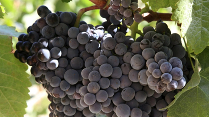 Mandilari Grapes Alexakis Winery