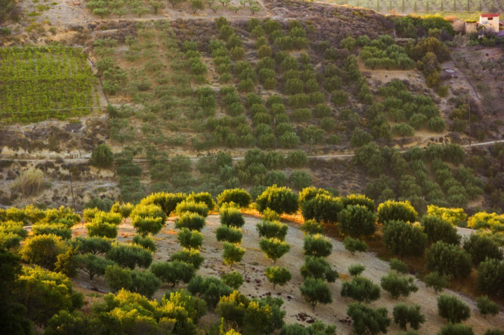 Vigneti vicino a Heraklion Creta