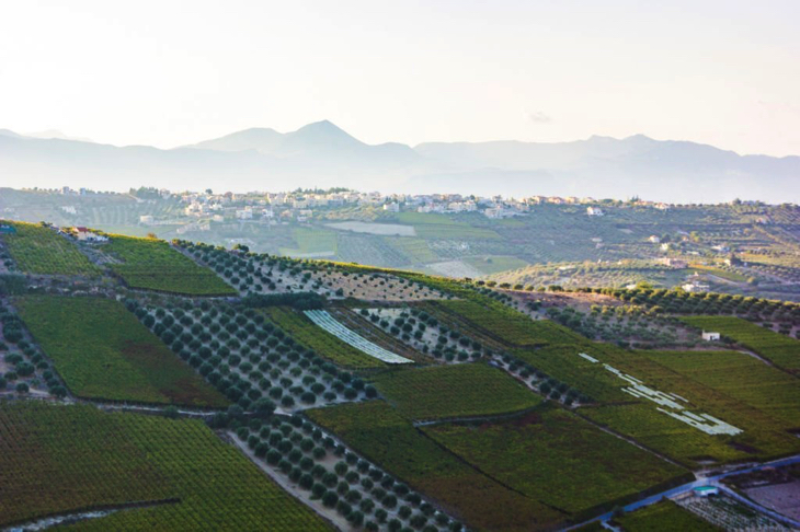 Weinberge in Heraklion