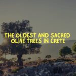 The Oldest and Sacred olive trees of Cret