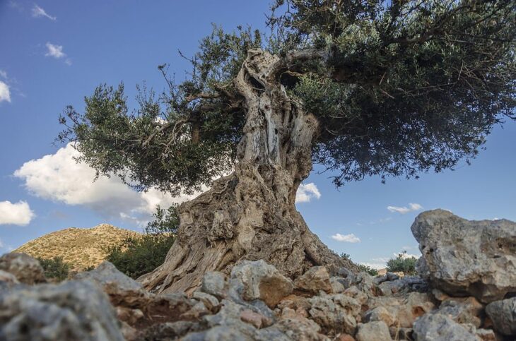 Ancient olive tree in Akrotiri Chania