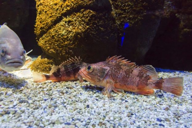 CretAquarium: Purpose, What To Do, and Location