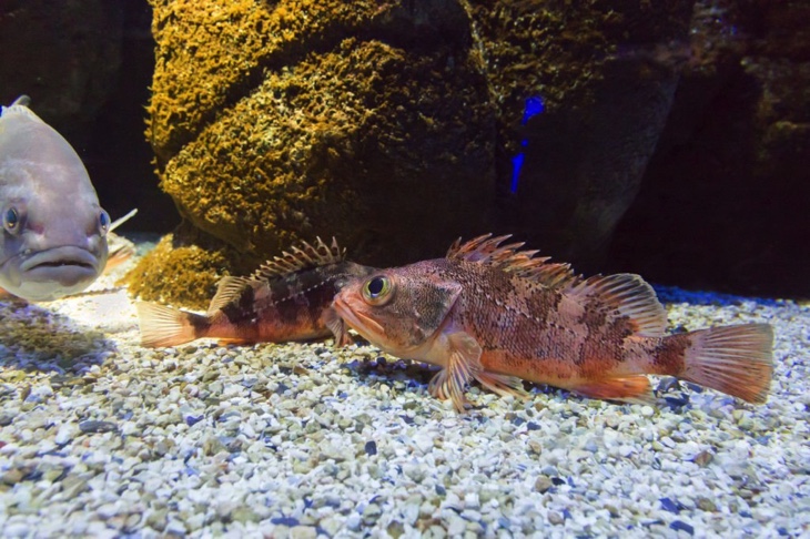 Black belly rosefish in CretAquarium