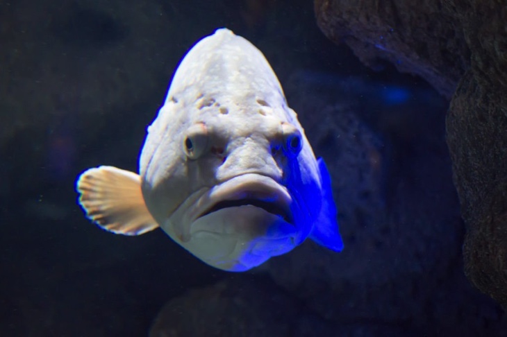 Dusky Grouper fish in CretAquarium
