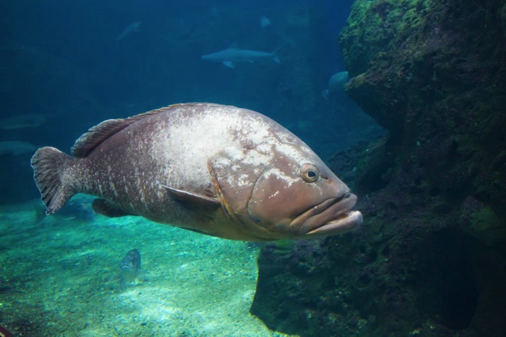 CretAquarium fish tank