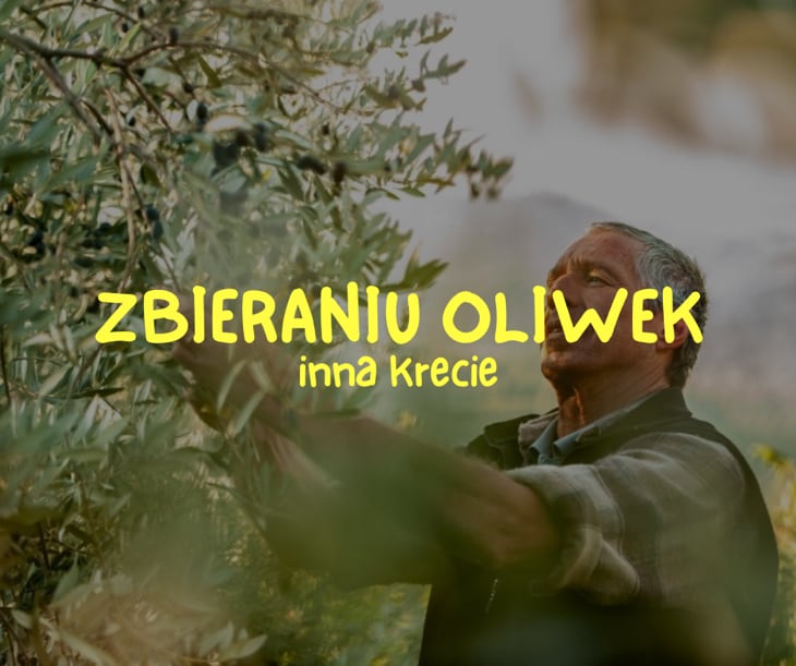 Wszystko O Zbieraniu Oliwek Na Krecie W Grecji